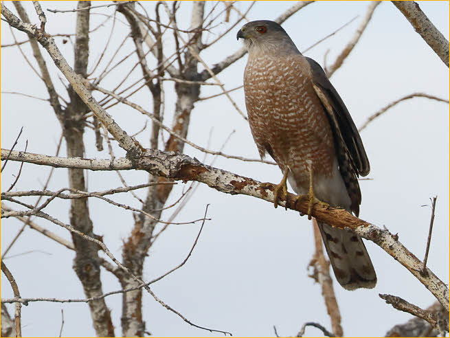 Cooper's Hawk