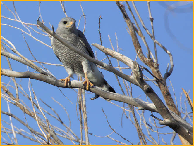 Gray Hawk