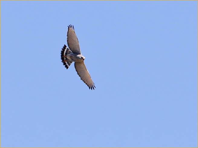 Gray Hawk