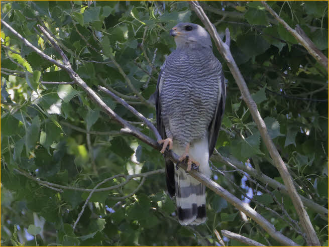 Gray Hawk