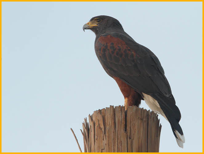 Harris's Hawk