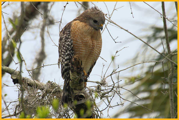 Eastern <BR>Red-shouldered Hawk