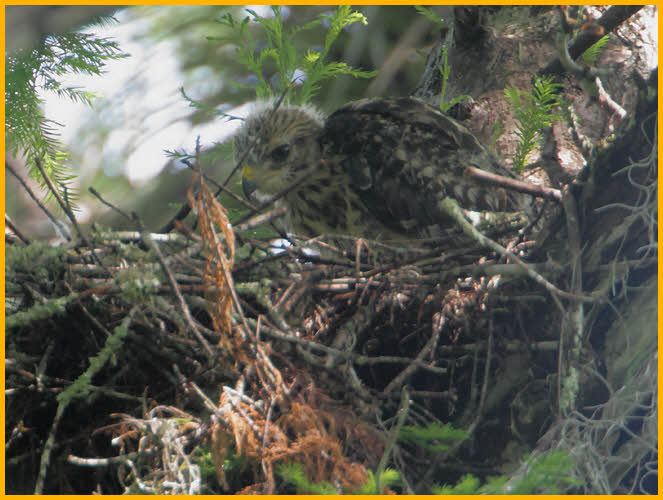 Red-shouldered Hawk Fledgling