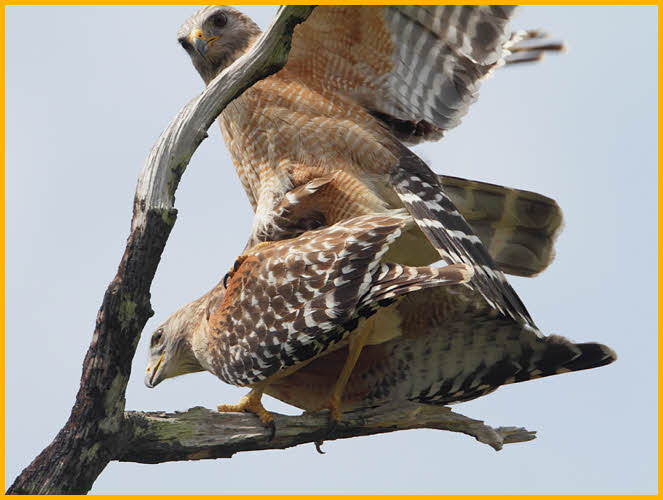 Florida<BR>Red-shouldered Hawks 