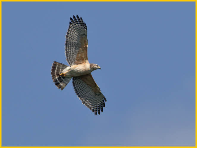 Red-shouldered Hawk<BR>Florida