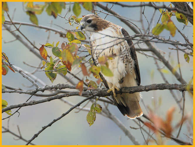 Eastern <BR>Red-tailed Hawk