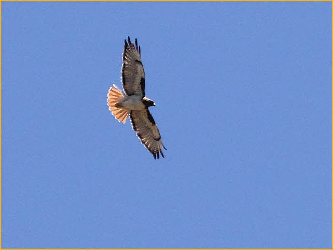 Southwestern<BR>Red-tailed Hawk