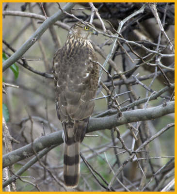 Sharp-shined Hawk