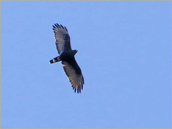 Zone-tailed Hawk