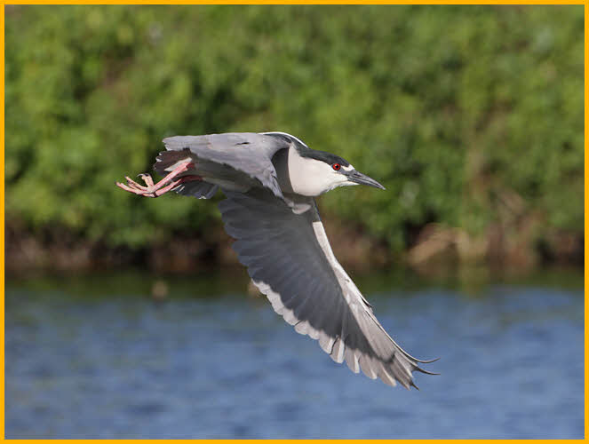 Black-crowned Night-Heron