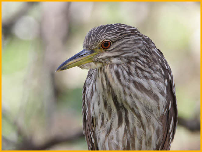 Juvenile<BR>Black-crowned Night-Heron