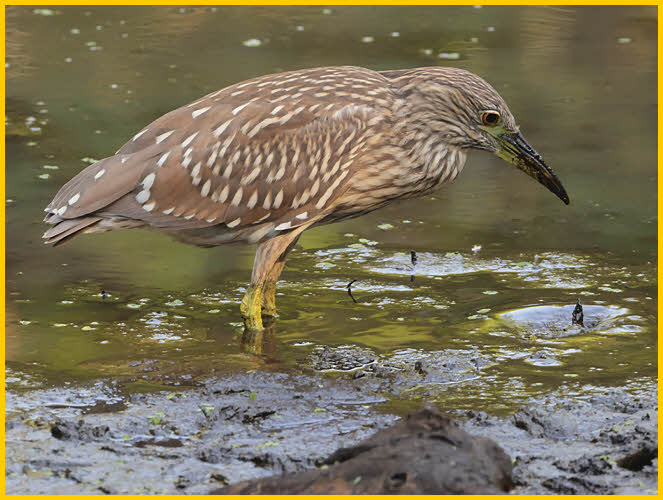 Juvenile<BR>Black-Crowned Night-Heron