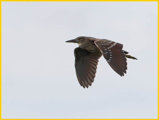 Juvenile<BR>Black-Crowned Night-Heron
