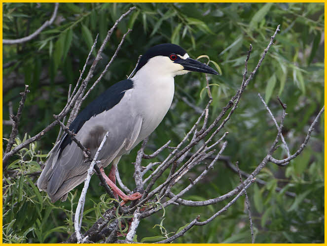 Black-crowned Night Heron