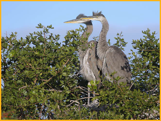 Juvenile <BR>Great Blue Herons
