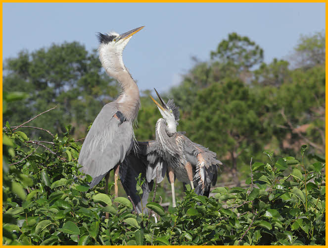 Great Blue Heron and Chicks