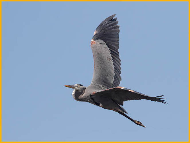 Great Blue Heron