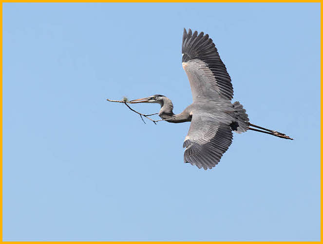 Great Blue Heron