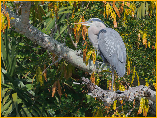 Great Blue Heron