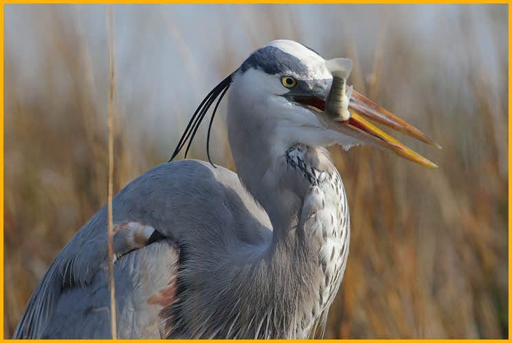 Great Blue Heron