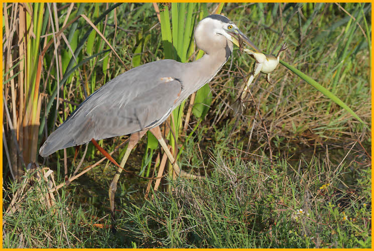 Great Blue Heron