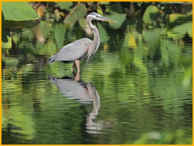 Great Blue Heron