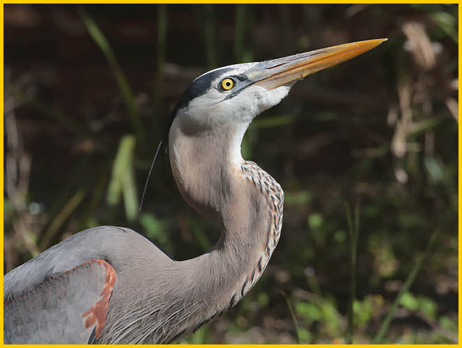 Great Blue Heron