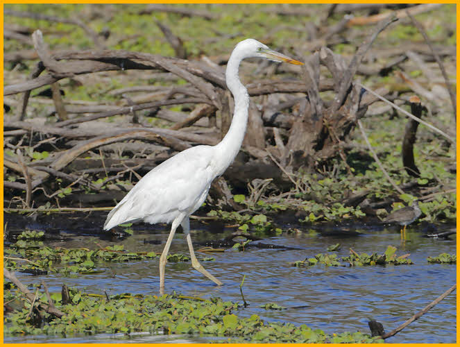 Great White Heron