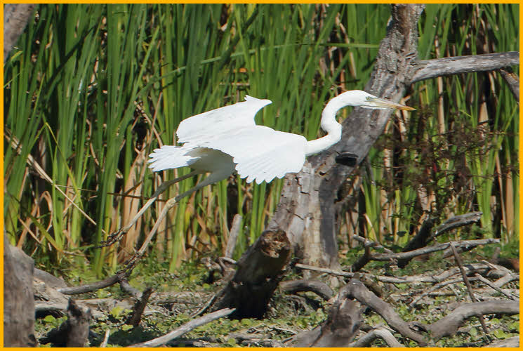 Great White Heron