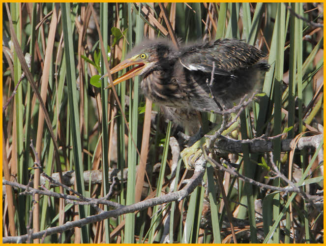 Green Heron Chick