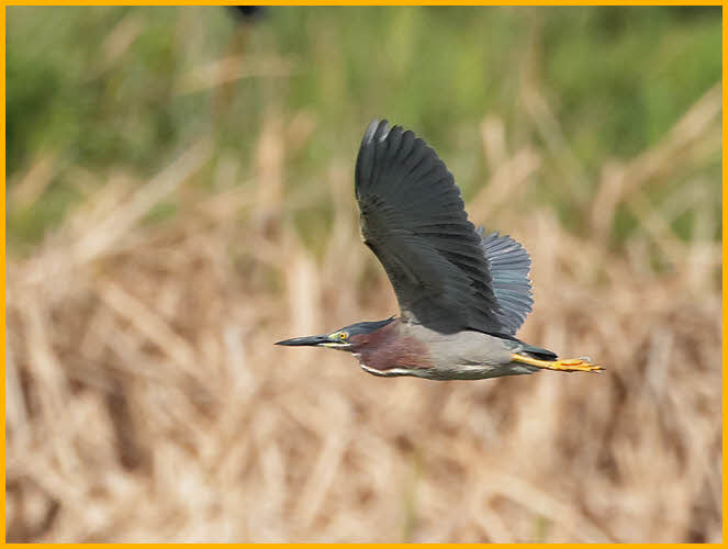 Green Heron