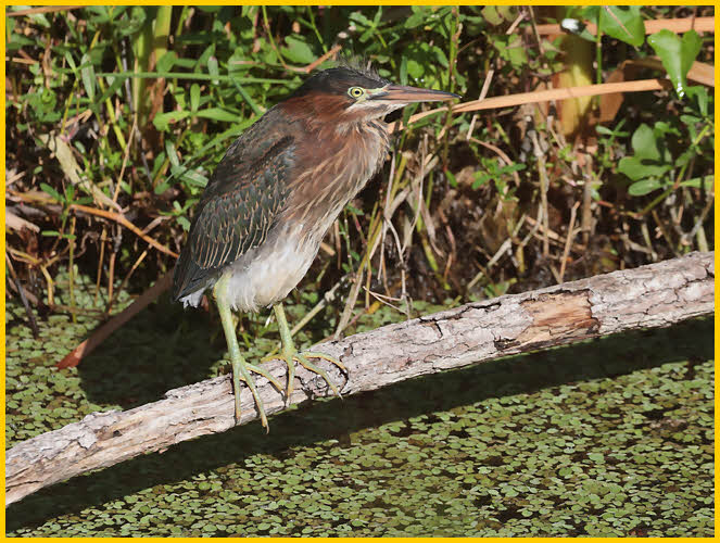 First Summer<BR>Green Heron