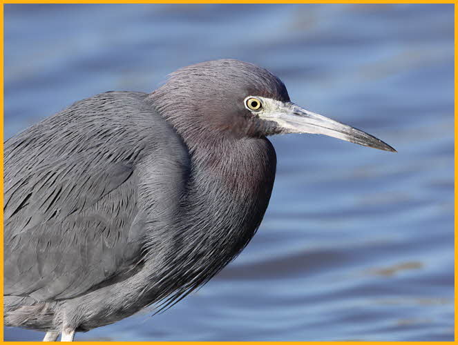 Little Blue Heron