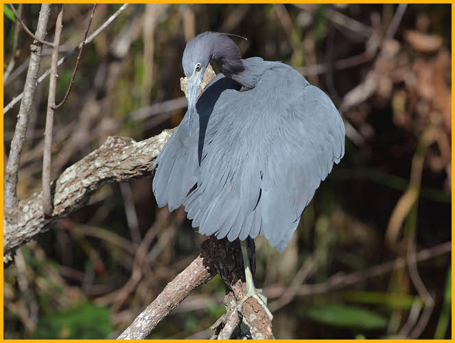 Little Blue Heron<BR> Preening