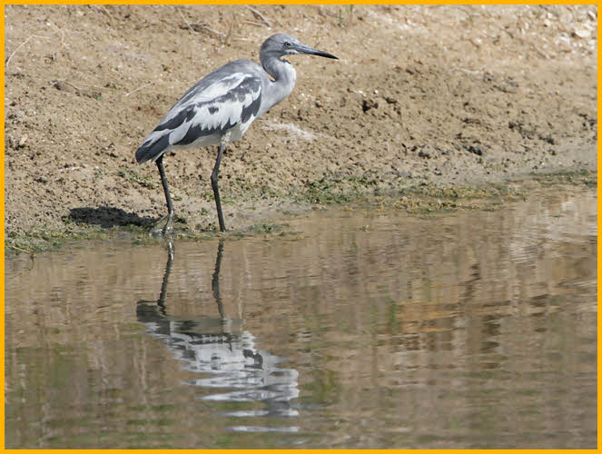First Spring<BR>Little Blue Heron