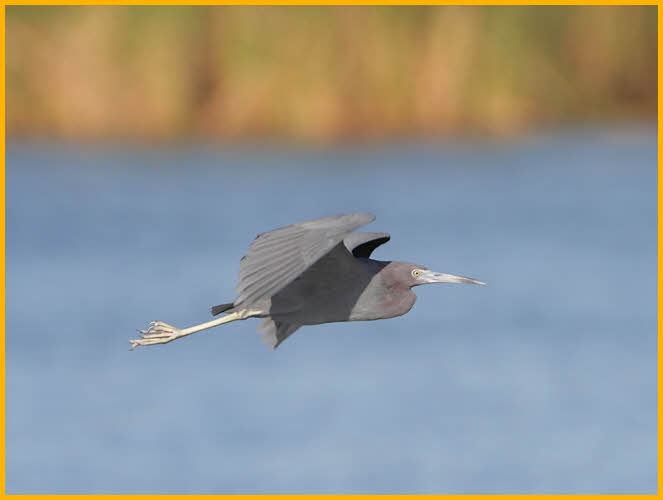 Little Blue Heron