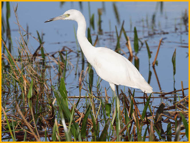 Juvenile<BR>Little Blue Heron