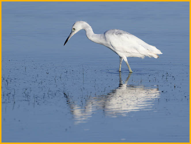 First Spring<BR>Little Blue Heron