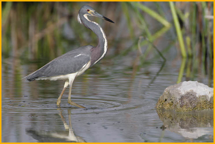 Nonbreeding<BR>Tricolored Heron