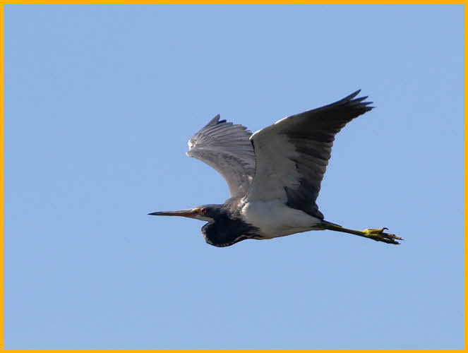 Tricolored Heron