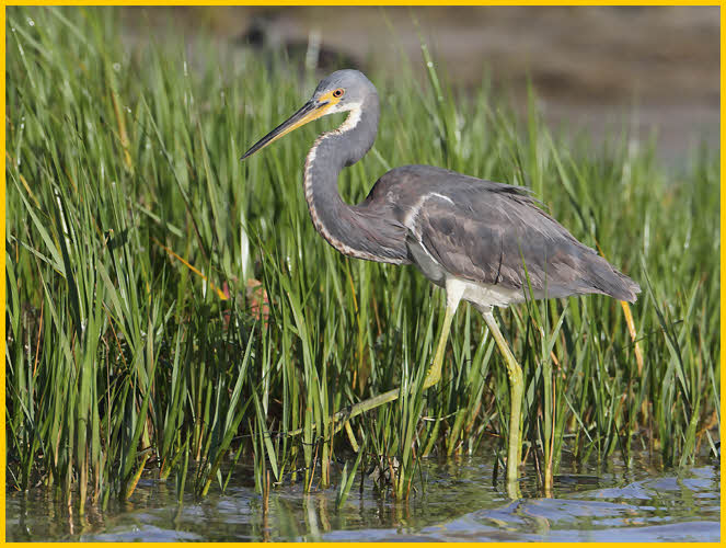 Tricolored Heron