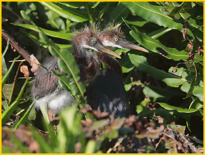 Tricolored Heron Chicks