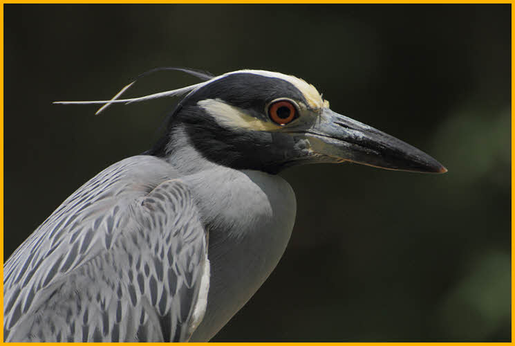 Yellow-crowned Night-Heron