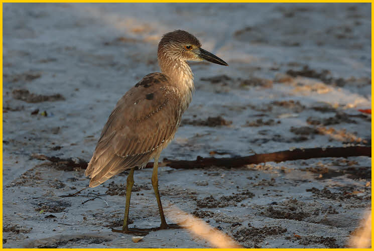 Juvenile<BR>Yell-Crowned Night-Heron