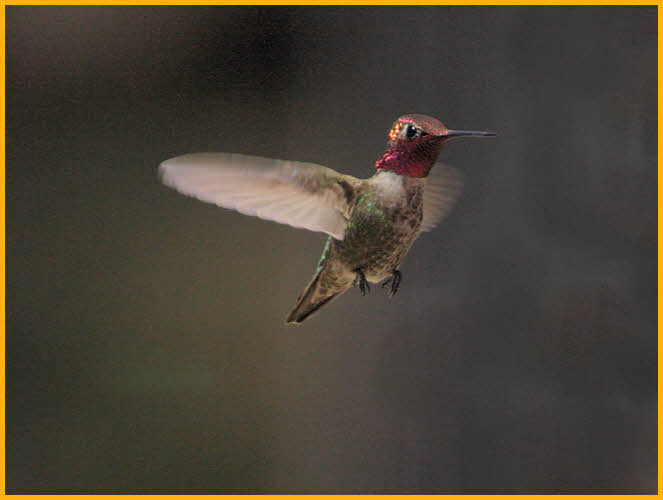 Anna's Hummingbird
