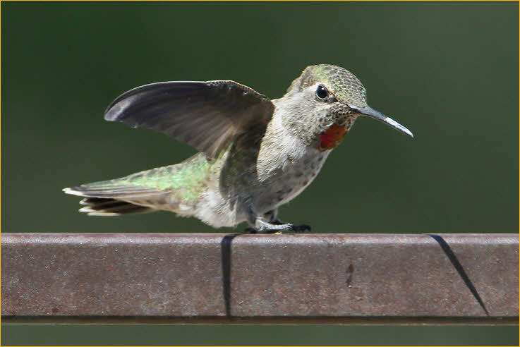 Female<BR>Anna's Hummingbird