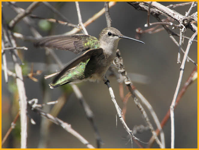 Female<BR>Black-chinned Hummingbird