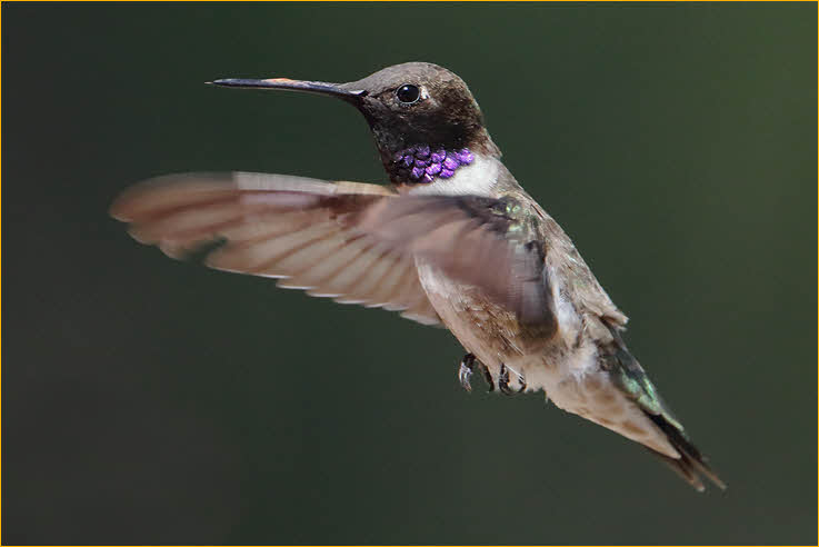Black-chinned Hummingbird