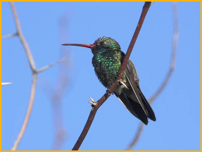 Broad-billed Hummingbird