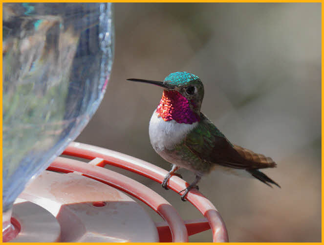 Broad-tailed Hummingbird